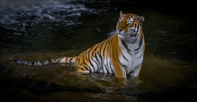 tiger, animals, hd, 4k