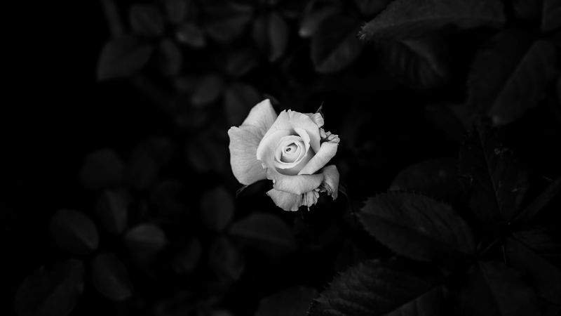 rose, flower, bw, 4k