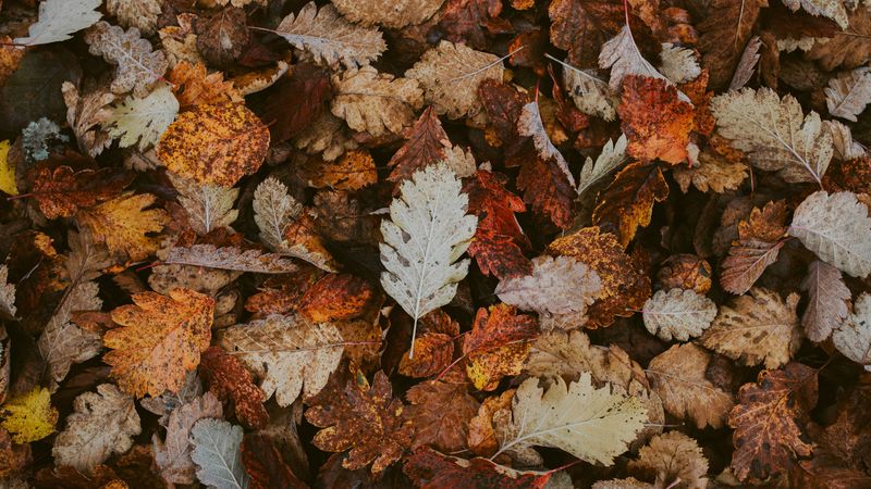 leaves, dry, fallen, autumn, foliage, 4k
