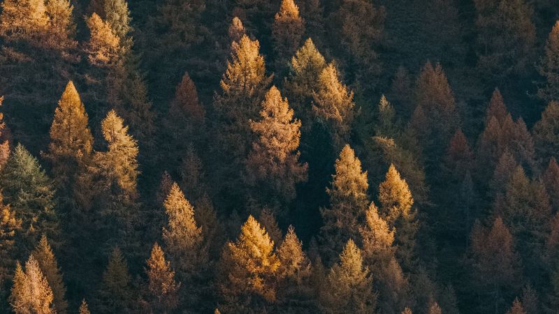 forest, aerial view, trees, coniferous, treetops, 4k