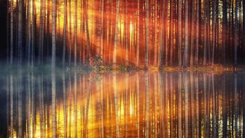 lake, forest, nature, hd, 4k, reflection