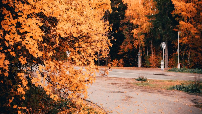 road, trees, yellow, foliage, autumn, 4k