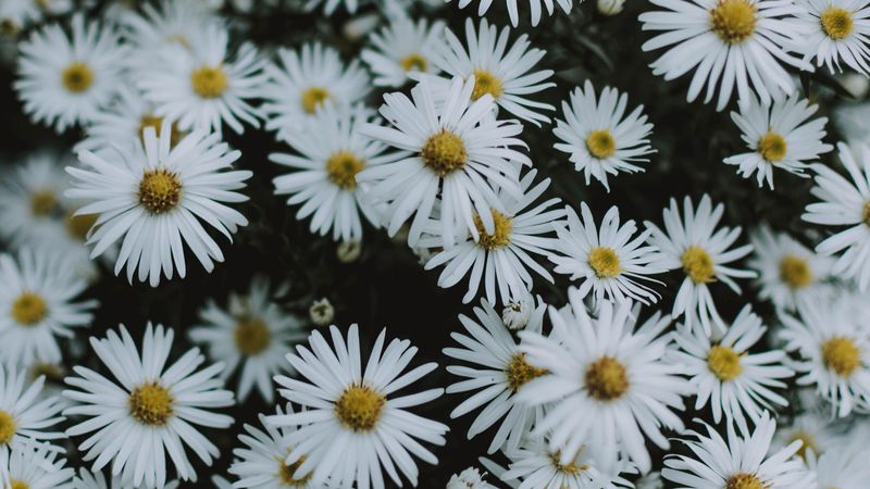 daisies, flowers, white, macro, bloom, 4k