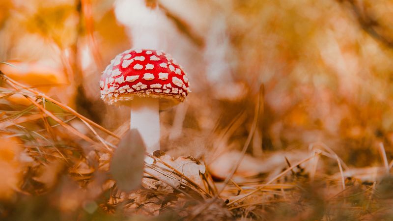 fly agaric, mushroom, red, macro, 4k