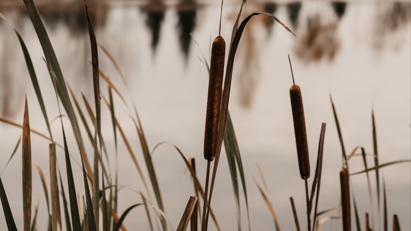 lake, reed, grass, shore, water, 4k