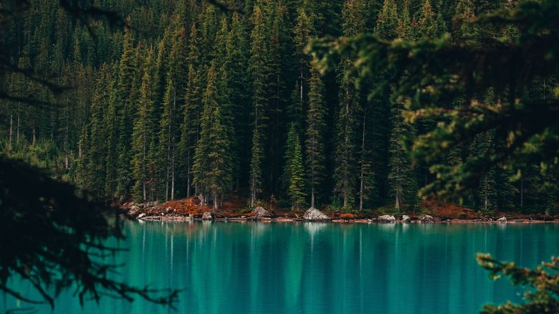 lake, coast, forest, pine trees, trees, water, 4k