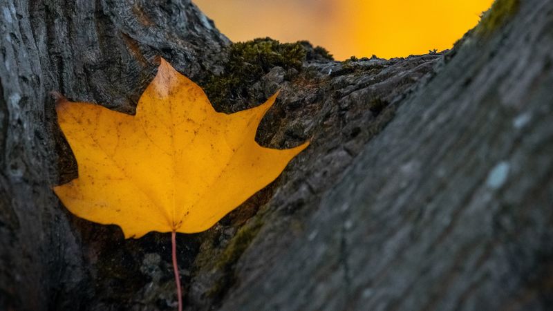leaf, yellow, dry, tree, autumn, 4k