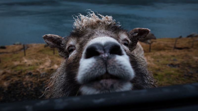 sheep, funny, animal, cute, peeking, 4k