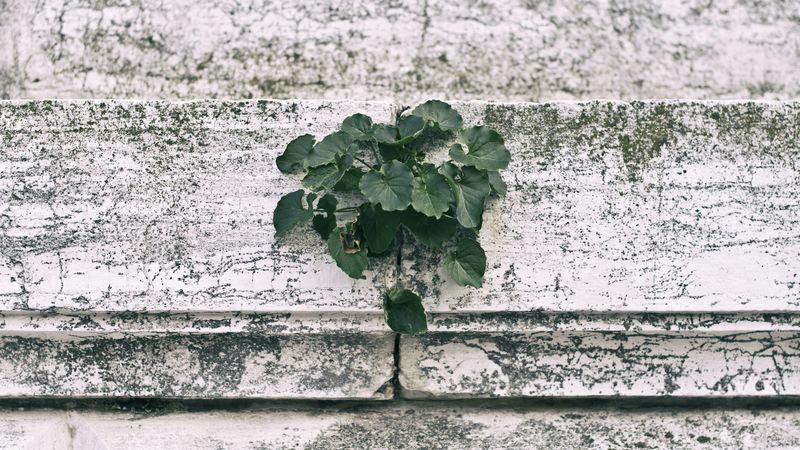 wall, plant, green, leaves, 4k