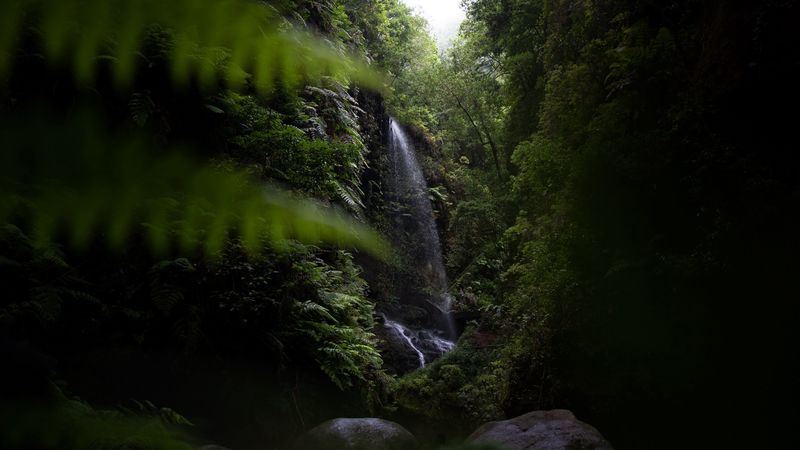 waterfall, jungle, dark, vegetation, nature, 4k