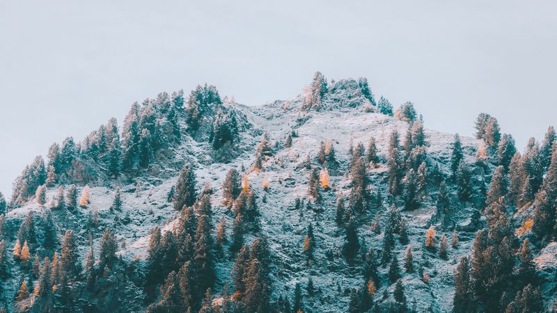 mountain, slope, trees, snow, landscape, 4k