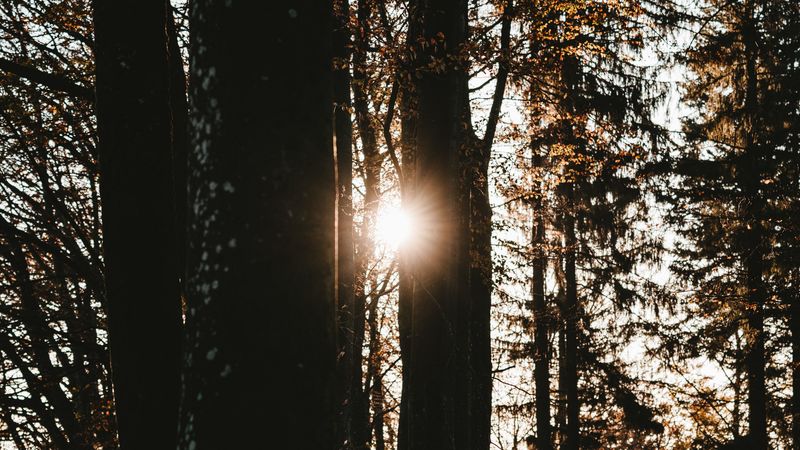 forest, trees, sun, flare, dark, 4k