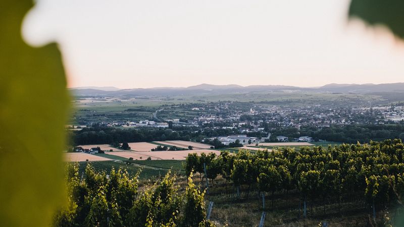 vineyards, fields, aerial view, nature, landscape, 4k