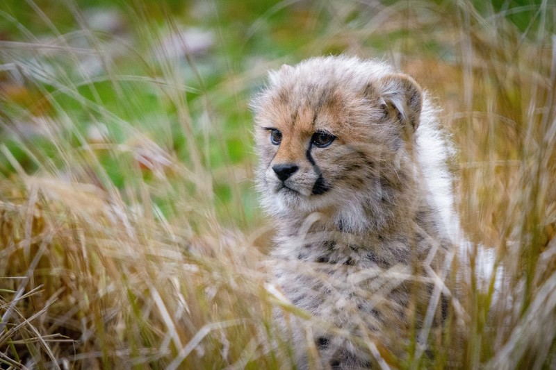 cheetah, animals, cub, hd, 4k