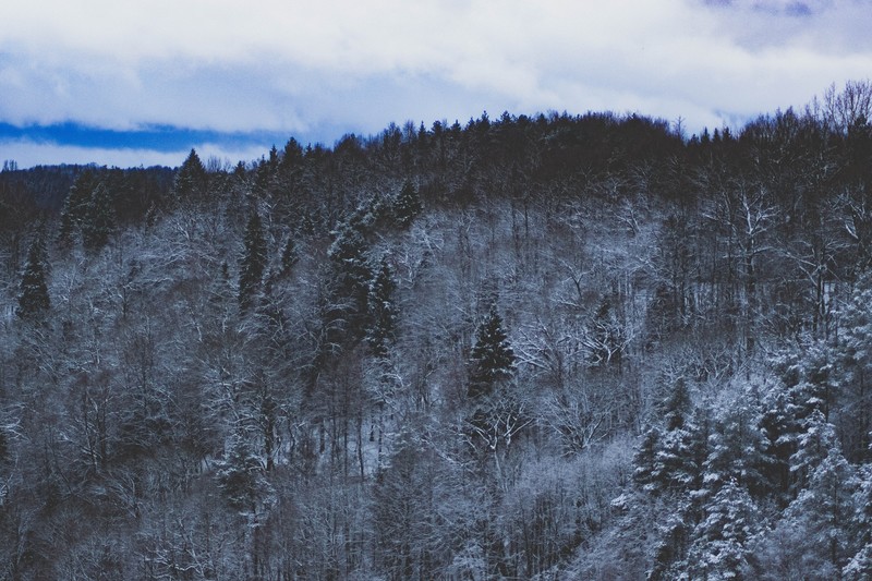 nature, forest, snow, hd, 4k, 5k