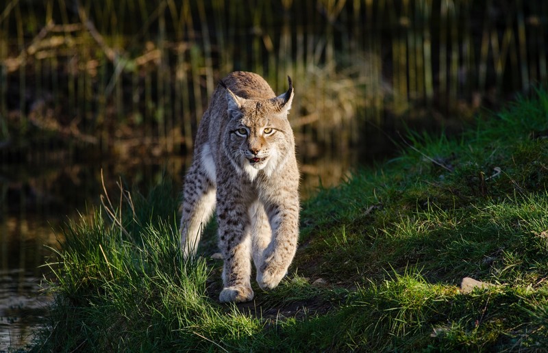 lynx, animals, hd
