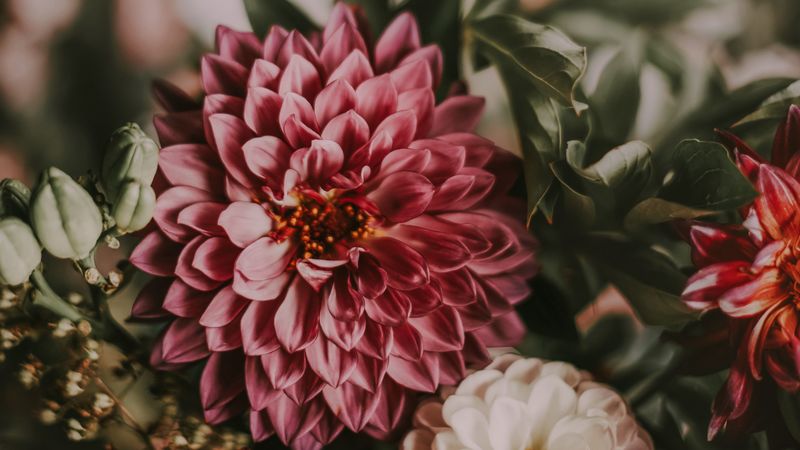 flowers, bouquet, composition, pink, 4k