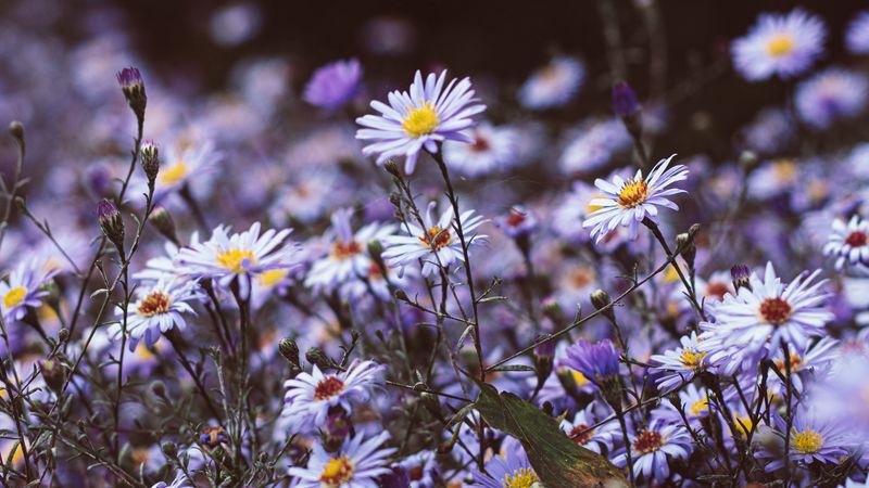 flowers, purple, bloom, wild, plants, 4k