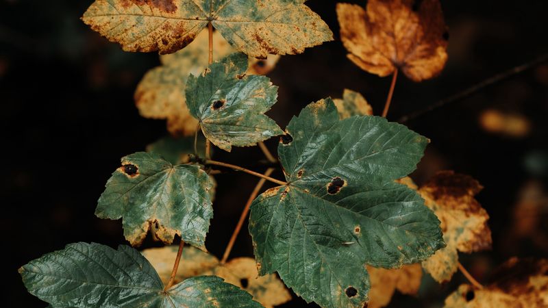 leaves, dry, macro, plant, 4k