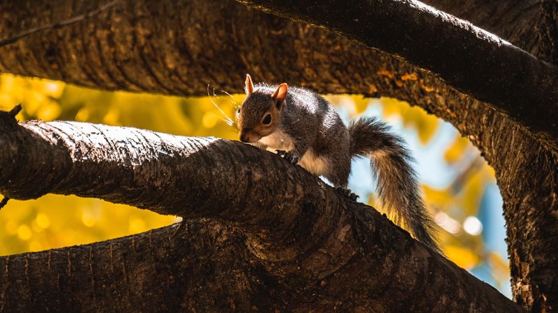 squirrel, tree, branch, animal, wildlife, 4k