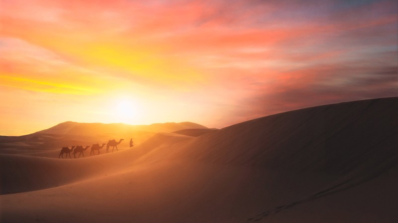 desert, camel, photography, hd, 4k