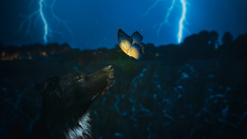 dog, butterfly, photoshop, photography, hd