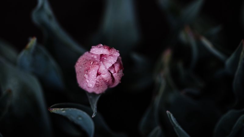 tulip, pink, bud, flower, wet, 4k