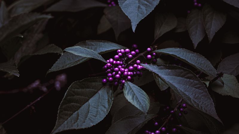 plant, berries, purple, bunches, leaves, 4k