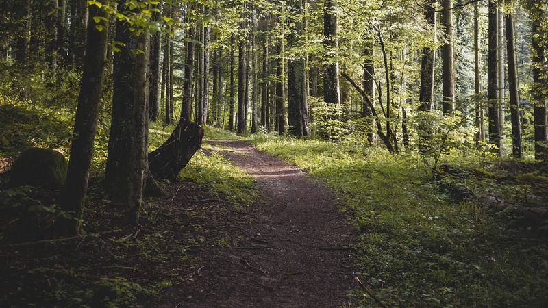 forest, path, trees, branches, leaves, 4k