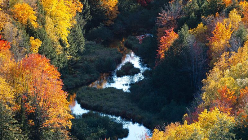 forest, river, aerial view, autumn, trees, colorful, 4k