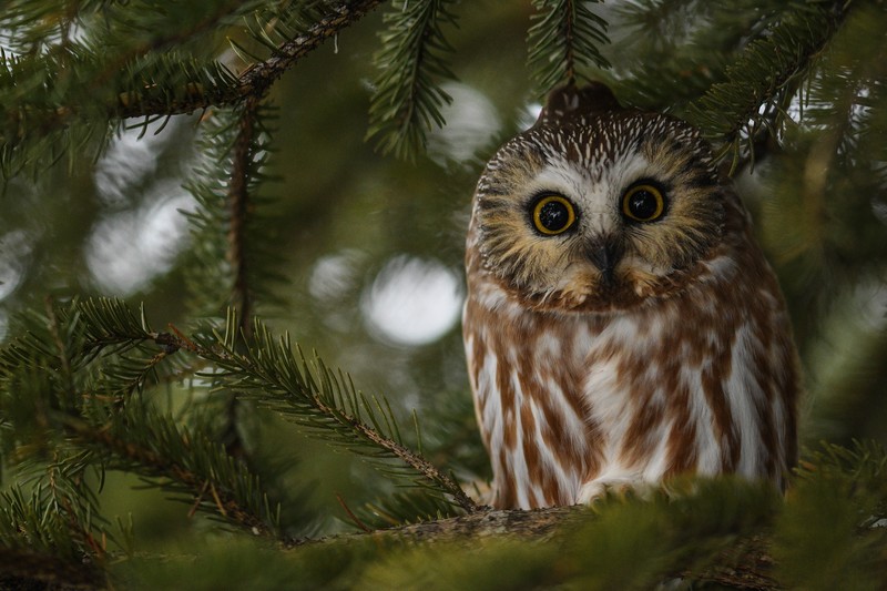 owl, birds, hd