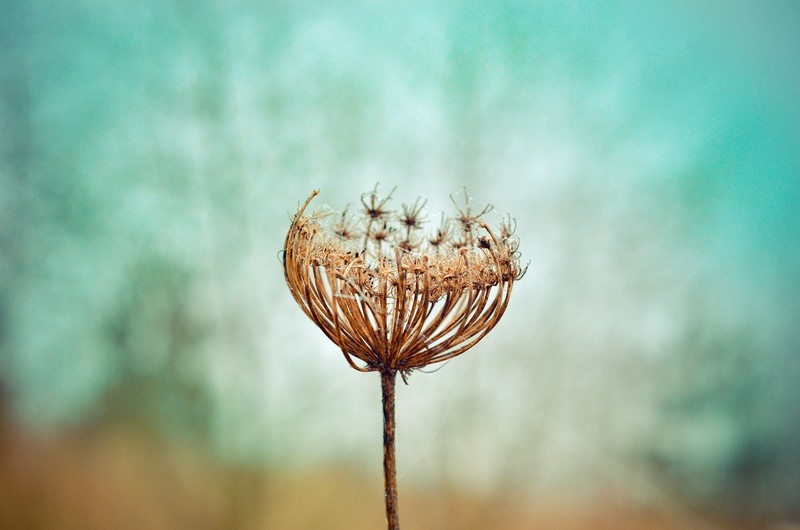 dandelion, plant, flowers, nature, hd, 4k