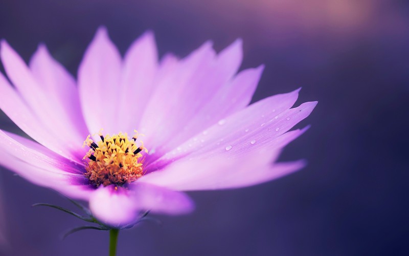 macro, flowers, pink, hd