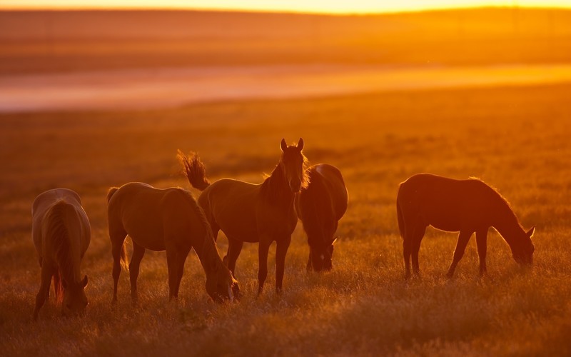 horse, photography, hd, animals