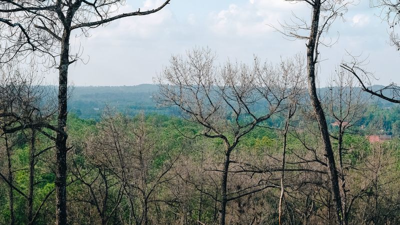 trees, forest, horizon, nature, landscape, 4k