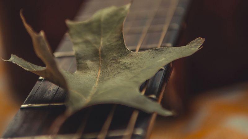 guitar, leaf, dry, green, macro, 4k