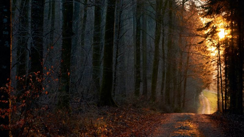 forest, path, sun, rays, evening, 4k