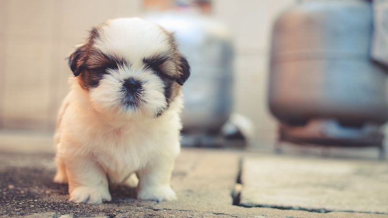 puppy, dog, cute, fluffy, pet, 4k