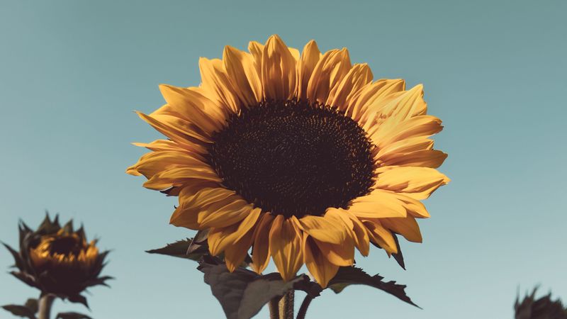sunflower, flower, bloom, yellow, plant, 4k
