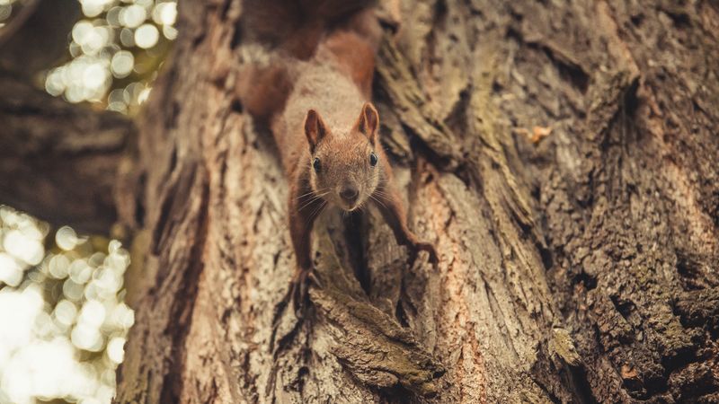 squirrel, glance, cute, animal, tree, 4k