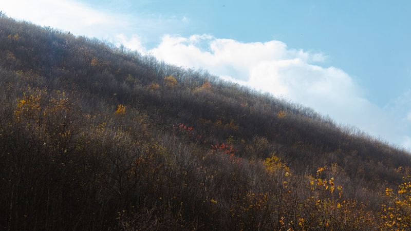 hill, slope, trees, bushes, vegetation, 4k