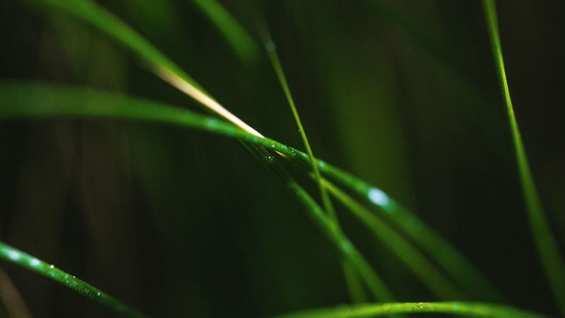 grass, macro, leaves, focus, blur, 4k