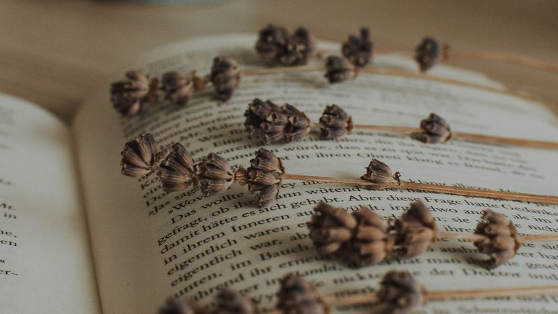 book, lavender, herbarium, plant, dry, 4k