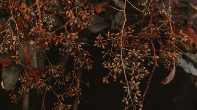 plant, branches, bunches, leaves, macro, 4k