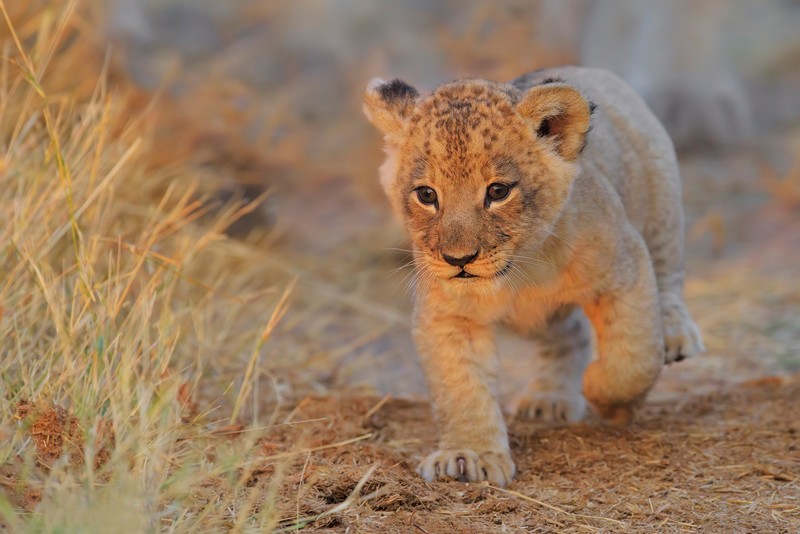 cub, lion, animals, hd