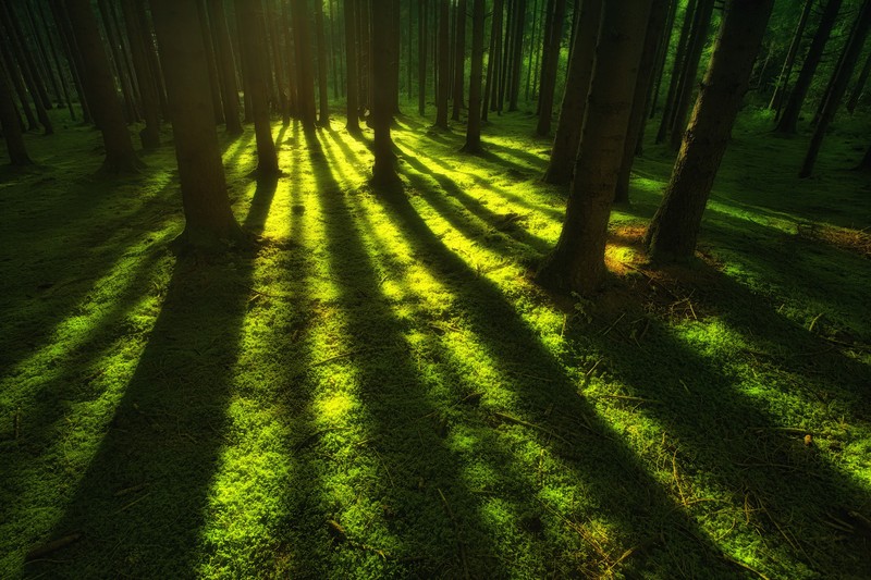 forest, trees, sunbeam, nature, hd, 4k