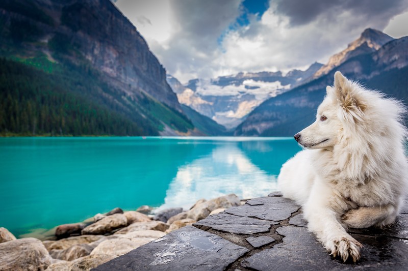 dog, animals, hd, 4k, 5k