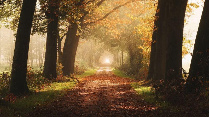 path, trees, fog, autumn, alley, 4k