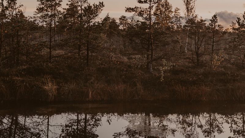 river, shore, trees, reflection, landscape, 4k