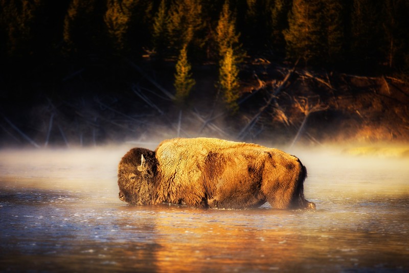 american bison, animals, hd